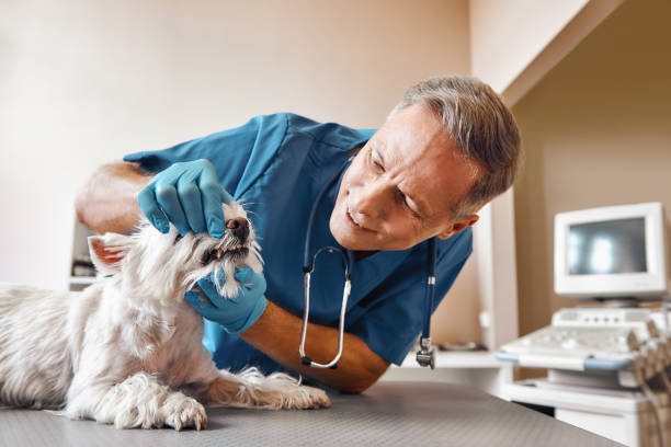 Best Emergency X-Rays and Diagnostics in River Rouge, MI